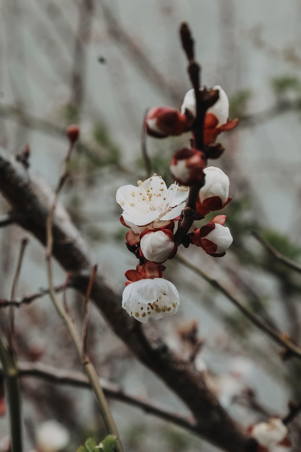 Flores de albaricoque abriéndose en una rama desnuda, las primeras del año.